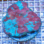 Ultra Chalice Coral Indonesia (click for more detail)