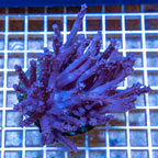 Tree Coral Indonesia (click for more detail)