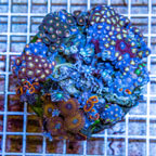 Zoanthus Coral Indonesia (click for more detail)