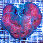 Lobed Brain Coral Indonesia (click for more detail)