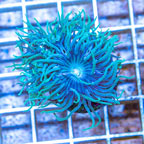 LiveAquaria® Cultured Ultra Duncan Coral (click for more detail)