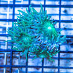 LiveAquaria® Cultured Ultra Duncan Coral (click for more detail)