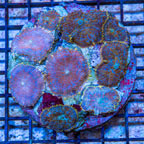 Rhodactis Mushroom Rock Indonesia (click for more detail)