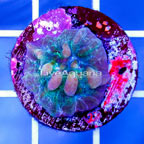 USA Cultured Bounce Chalice Coral (click for more detail)