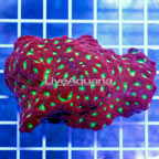Favia Brain Coral Indonesia (click for more detail)
