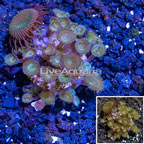 LiveAquaria® Cultured Protopalythoa Coral (click for more detail)