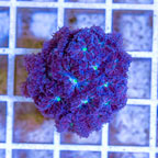 LiveAquaria® Cultured Blastomussa Coral (click for more detail)