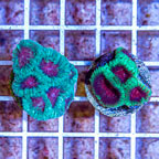 LiveAquaria® Two Pack Cultured Ultra Favia Brain Coral (click for more detail)