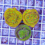 LiveAquaria® Three Pack Cultured Leptoseris Coral (click for more detail)