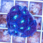 LiveAquaria® Cultured Blastomussa Coral (click for more detail)