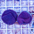 LiveAquaria® Two Pack Cultured Montipora Coral (click for more detail)