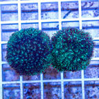 LiveAquaria® Two Pack Cultured Leptoseris Coral (click for more detail)