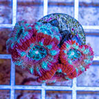 LiveAquaria® Cultured Acan Lord Coral (click for more detail)
