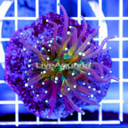 Tiger Torch Coral Indonesia (click for more detail)
