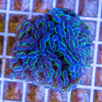 LiveAquaria® Cultured Ultra Hammer Coral (click for more detail)