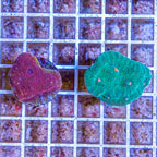 LiveAquaria® Two Pack Cultured Ultra Chalice Coral (click for more detail)