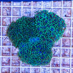 LiveAquaria® Three Pack Cultured Sympodium Coral (click for more detail)