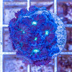 LiveAquaria® Cultured Blastomussa Coral (click for more detail)