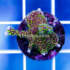 USA Cultured Montipora Coral (click for more detail)
