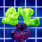 USA Cultured Neon Candy Cane Coral (click for more detail)