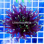 USA Cultured Torch Coral (click for more detail)