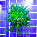 USA Cultured Torch Coral (click for more detail)