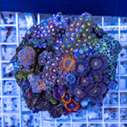 Zoanthus Coral Indonesia (click for more detail)