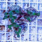LiveAquaria® Three Pack Cultured Pocillopora Coral (click for more detail)