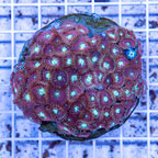 Zoanthus Coral Indonesia (click for more detail)