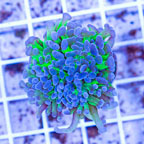 LiveAquaria® Cultured Ultra Hammer Coral (click for more detail)