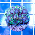 USA Cultured Goniopora Coral (click for more detail)
