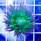 USA Cultured Ultra Duncan Coral (click for more detail)