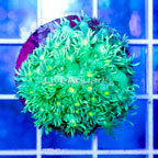 USA Cultured Goniopora Coral (click for more detail)