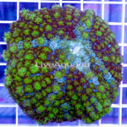 USA Cultured Bounce Mushroom Coral (click for more detail)