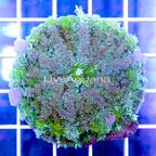 USA Cultured Bounce Mushroom. (click for more detail)