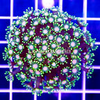 USA Cultured Alveopora Coral (click for more detail)