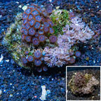 Pom Pom Xenia and Zoanthus Combo Rock Vietnam (click for more detail)