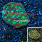 Favia Coral Australia (click for more detail)
