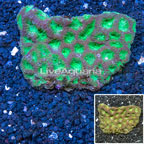 Goniastrea Coral Australia (click for more detail)