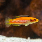 Yellow Candy Hogfish (click for more detail)