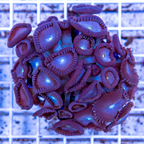 Protopalythoa Coral Indonesia (click for more detail)