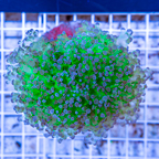 Frogspawn Coral Indonesia (click for more detail)