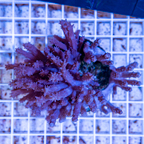 Tree Coral Indonesia (click for more detail)