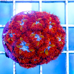 USA Cultured Blastomussa Merletti Coral (click for more detail)