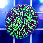 USA Cultured Ultra Chalice Coral (click for more detail)