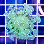 USA Cultured Alveopora Coral (click for more detail)