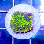 USA Cultured Rhodactis Mushroom Coral (click for more detail)