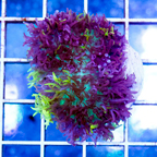 USA Cultured Rhodactis Mushroom Coral (click for more detail)