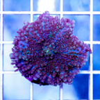 USA Cultured Ricordea Yuma Coral (click for more detail)