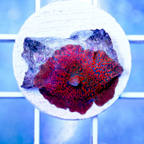 USA Cultured Actinodiscus Mushroom Coral (click for more detail)